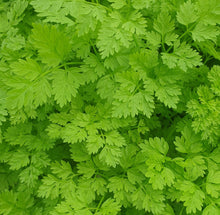Load image into Gallery viewer, Chervil
