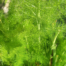 Load image into Gallery viewer, Fennel Leaves