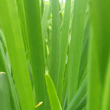 Load image into Gallery viewer, Garlic Chives