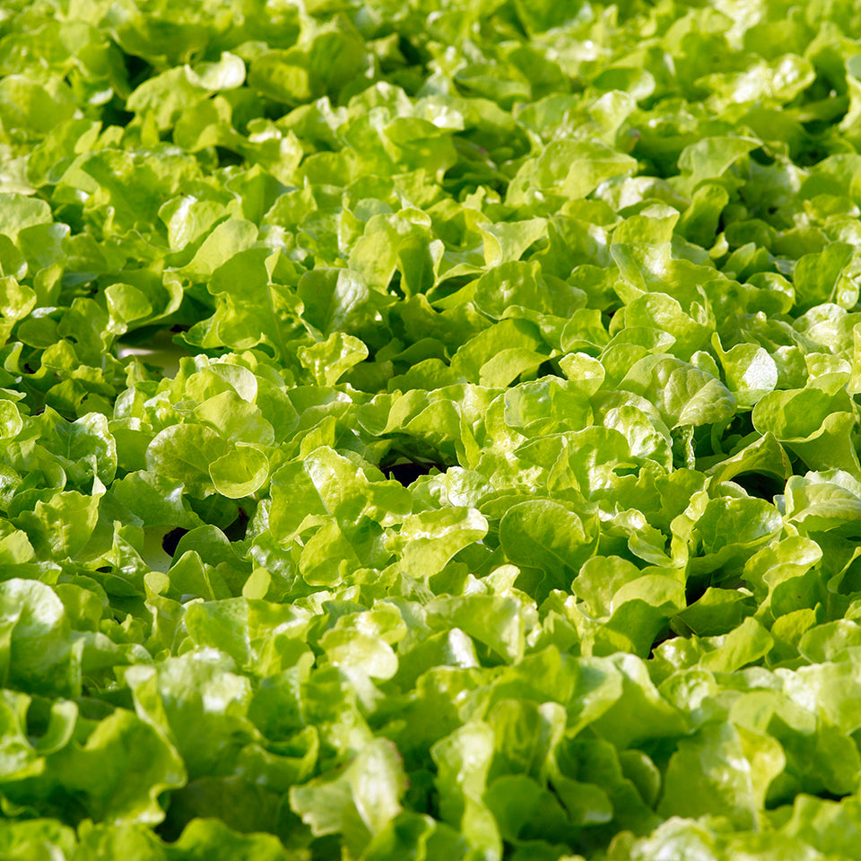 Salad Range from Thymebank Marlborough NZ