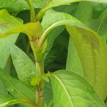 Load image into Gallery viewer, Vietnamese Mint