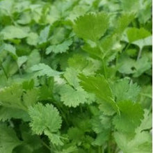 Load image into Gallery viewer, Coriander from Thymebank Marlborough NZ
