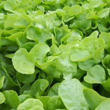 Load image into Gallery viewer, Green Oak lettuce head from Thymebank Marlborough NZ