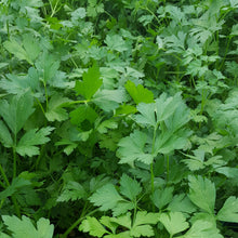 Load image into Gallery viewer, Italian Parsley from Thymebank Marlborough NZ