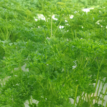 Load image into Gallery viewer, Curly Parsley