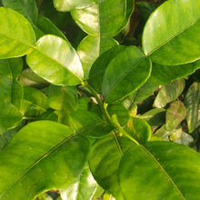 Load image into Gallery viewer, Lime Leaves