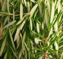 Load image into Gallery viewer, Rosemary
