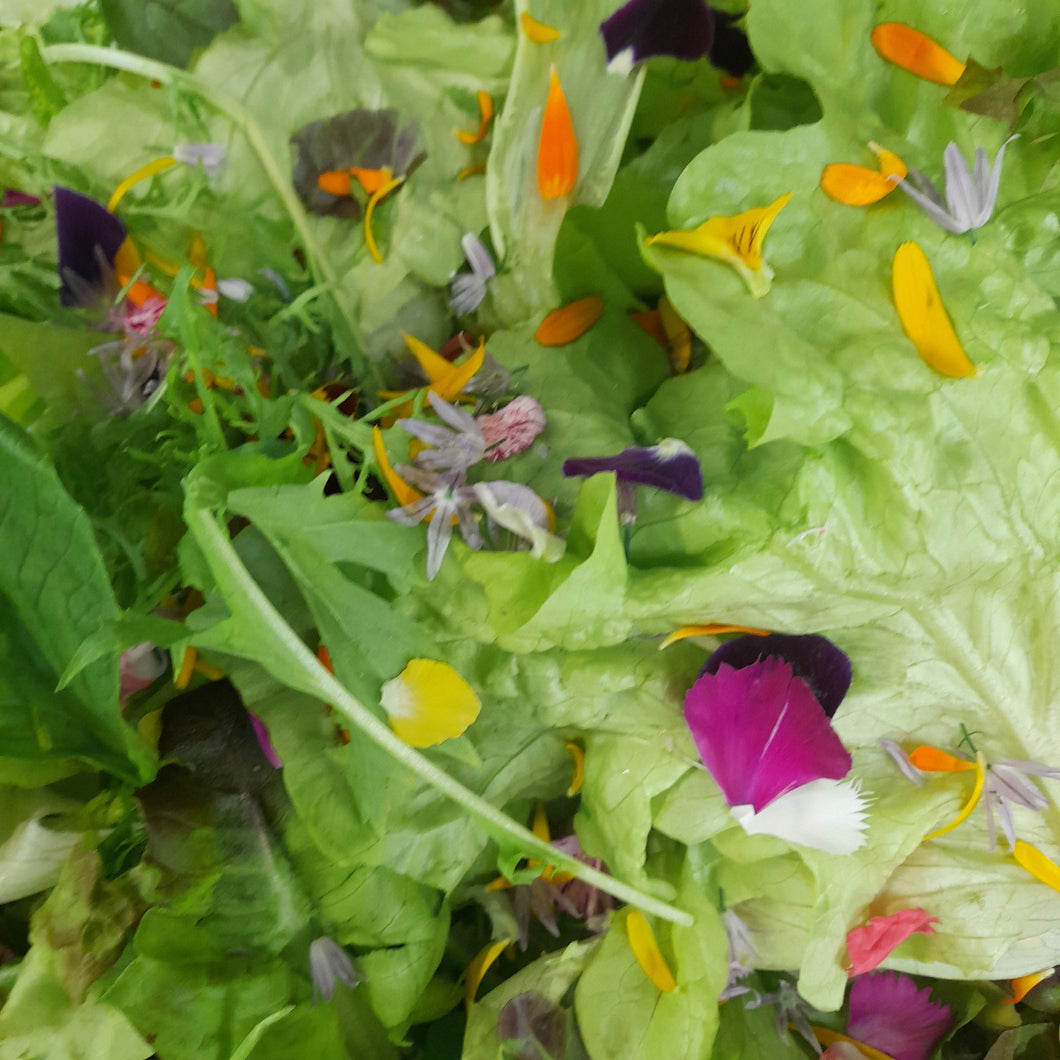 Spring Lettuce Mix