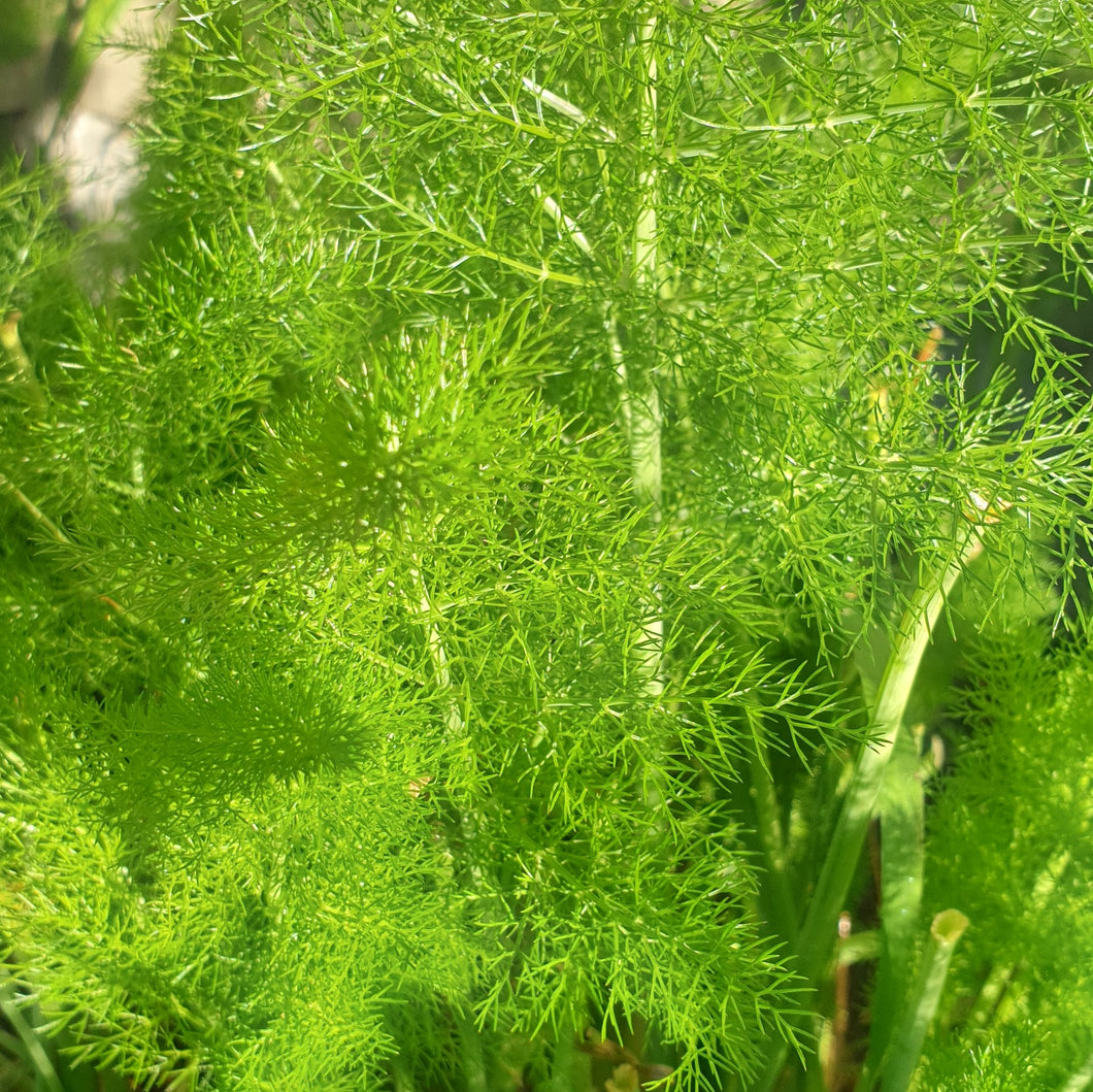 Fennel Leaves