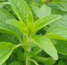 Load image into Gallery viewer, Oregano