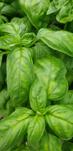 Basil