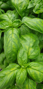 Basil