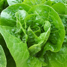 Load image into Gallery viewer, Cos lettuce head from Thymebank Marlborough NZ