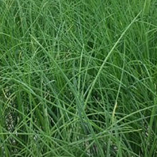 Load image into Gallery viewer, Chives from Thymebank Marlborough NZ