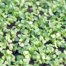 Load image into Gallery viewer, Microgreens / Microcress from Thymebank Marlborough NZ
