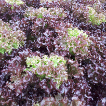 Load image into Gallery viewer, Red Frill lettuce head from Thymebank Marlborough NZ