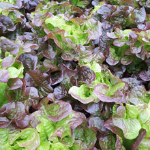 Load image into Gallery viewer, Red Oak lettuce head from Thymebank Marlborough NZ