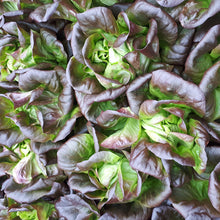 Load image into Gallery viewer, Salanova lettuce head from Thymebank Marlborough NZ