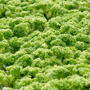 Green Frill Lettuce Heads from Thymebank Marlborough NZ
